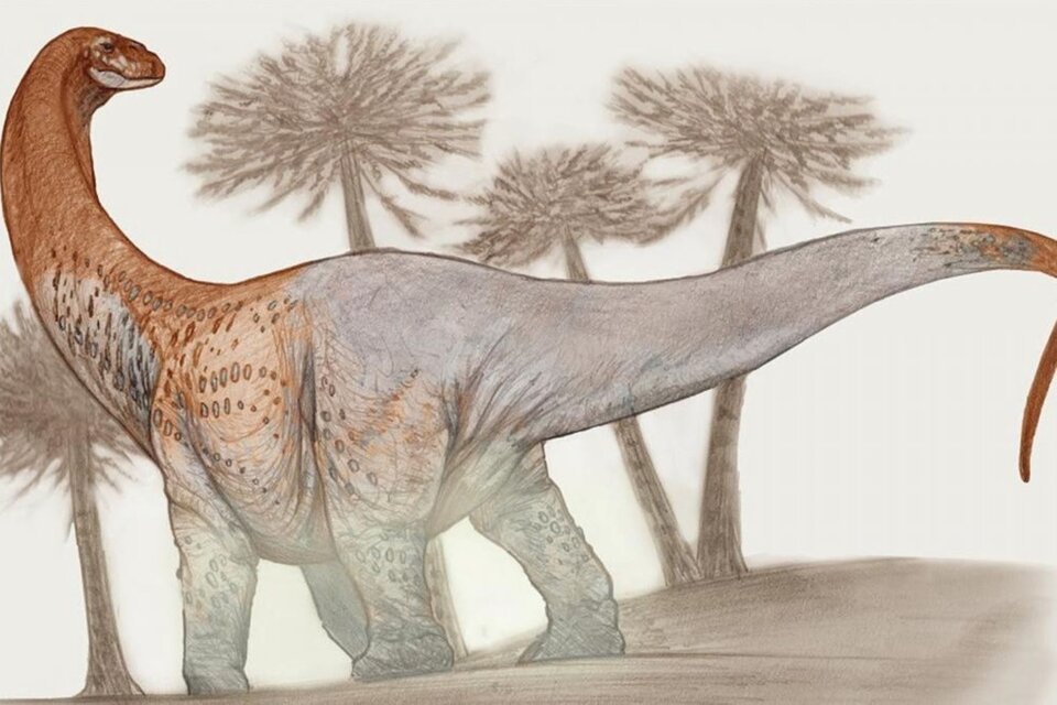 Representación artística del Chucarosaurus diripienda.