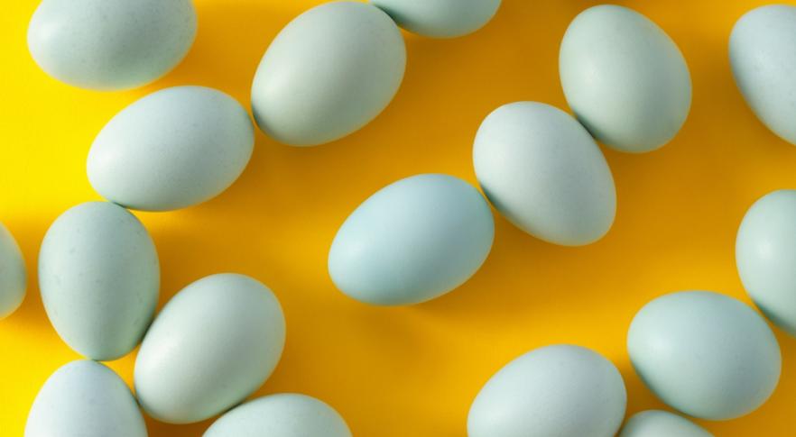 La sorprendente gallina que pone huevos azules