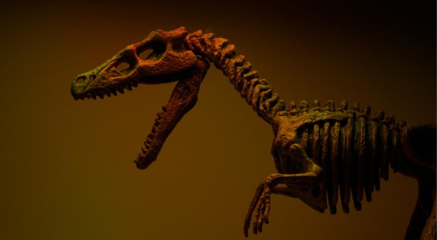 Encuentran en China fósiles de un dinosaurio desconocido