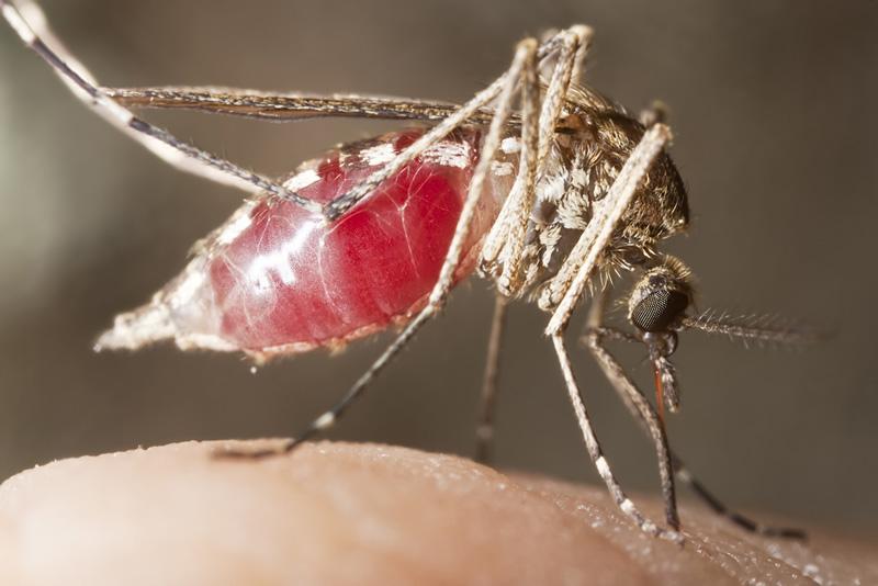 Sepa cómo los mosquitos eligen a sus víctimas-0
