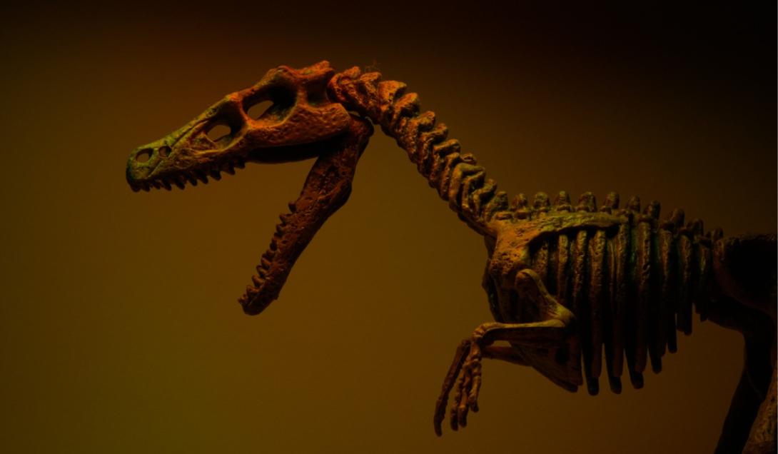Encuentran en China fósiles de un dinosaurio desconocido-0